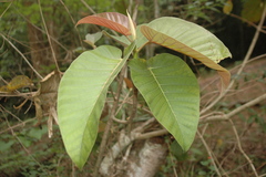 Ficus dalhousiae
